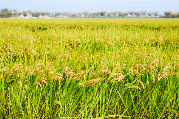 制造業(yè)分析：再這樣熱下去，全球的早餐都“懸了”