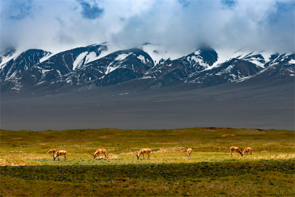 數(shù)字化分析：可可西里無(wú)人區(qū)來了一只機(jī)器藏羚羊