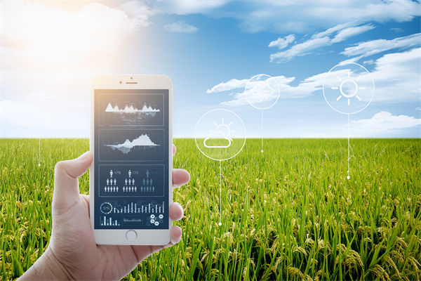 溫州種出2.1米高巨型水稻，精益生產(chǎn)怎么看？