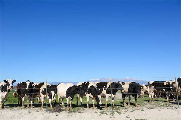 常溫純牛奶中禁止添加復(fù)原乳，集成供應(yīng)鏈怎么看？