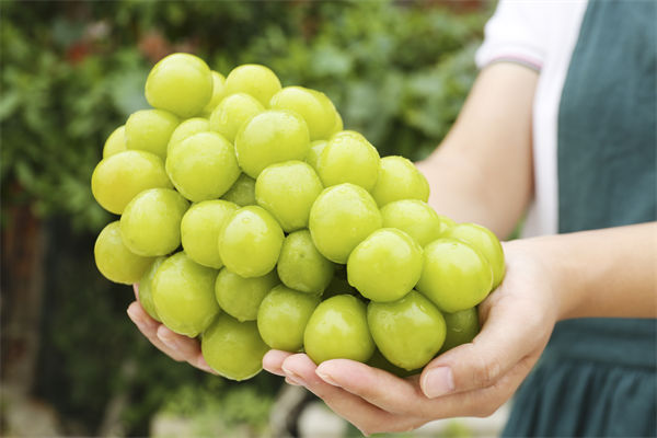 營銷管理咨詢分析：陽光玫瑰因何跌成“地板價”？